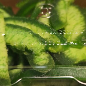 1 LB Pomelo Dehydrated