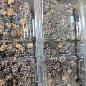 Afghan Black Mulberry