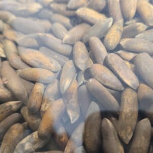 Afghani Chilghozay LB